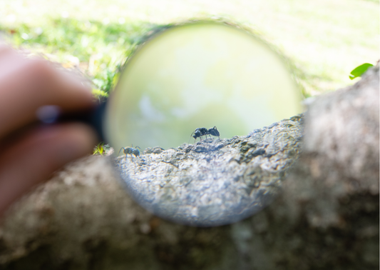 Eventrucksack - Dein Waldabenteuer