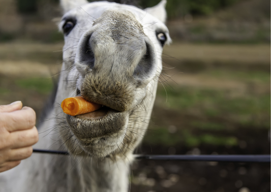 Eventrucksack - Der Pferdespaß