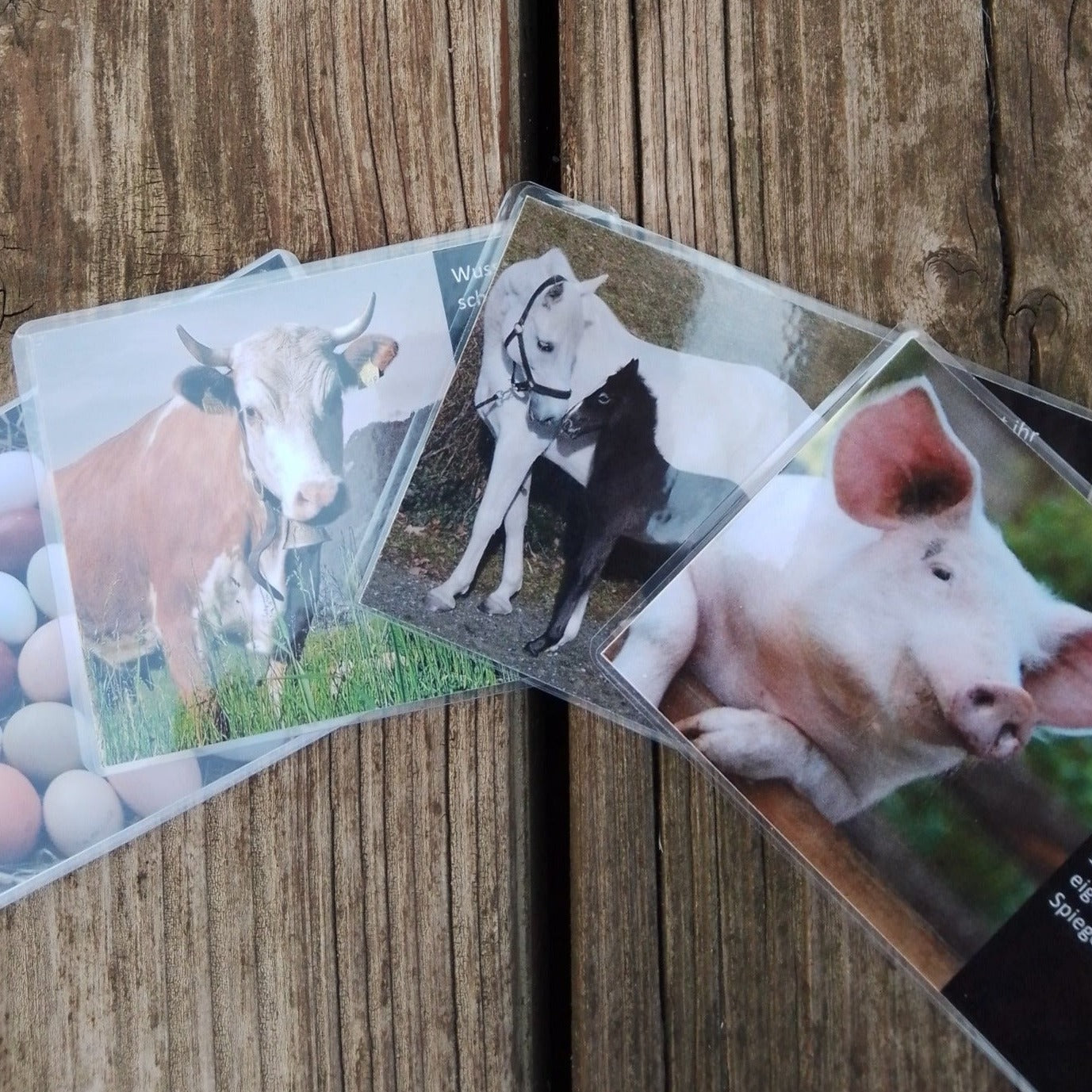 Die Wusstet-Ihr-Schon-Karten vermitteln spannendes Tierwissen.
